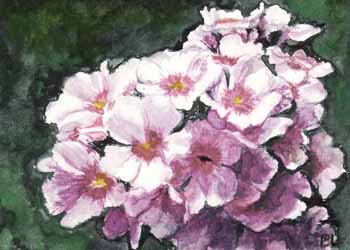 "Phlox" by Beverly Larson, Oregon WI - Watercolor, SOLD